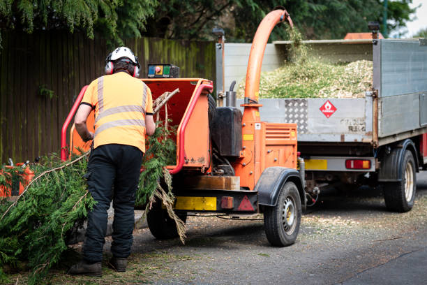 Best Tree Removal  in USA